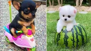 Funniest Animals Video - Best Cats😹 and Dogs🐶 Videos 2022 Compilation! 01 # (104)