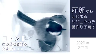 Nesting, parenting and fledging of Japanese Tit (Great Tit) that spawned before preparing the nest…