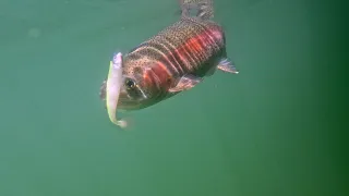 Multi Species Fishing at my Childhood Lake