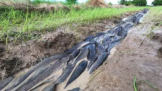 amazing fishing! a lot of catch catfish and red fish by hand in little water