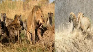 Hyenas mating | african hyenas mating | #animals #hyenasmating