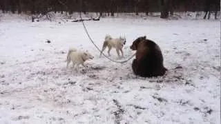 ЗСЛ Чая, Тай. в паре натаска на медведя.