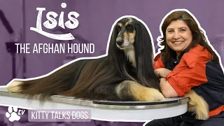 Grooming Isis the Afghan Hound | Kitty Talks Dogs - TRANSGROOM