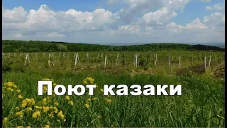 Кубань под Кубанский Казачий Хор. Ой, стога, стога