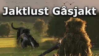 Jaktlust Gåsjakt (Goose hunting)