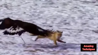 Most Deadly EAGLES Attacks 2019 - Golden Eagle vs Mountain goat, Hawk vs Fox, Eagle vs Snake