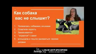 ко мне  - обучение надежной команде или  почем собака вас не слышит