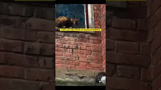 Kitten fell down from the roof top cat mom rescue her kitten