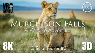 Juvenile Lions - Murchison Falls - Official Teaser #3 (8K 3D 360 VR Video)