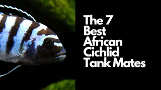 The 7 Best African Cichlid Tank Mates 🐟