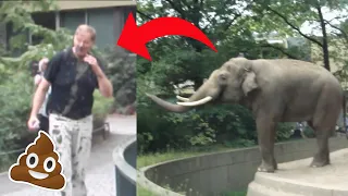 Elephant Flings Poop at Man in Zoo