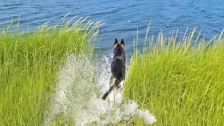 Taking My German Shepherd Swimming For The First Time