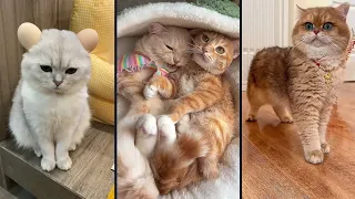 Funny, cute CATS 🐱Videos🔶 Сompilation  # 7🔶