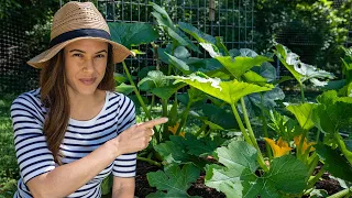 Zucchini Growing Tips I Wish I’d Known | Home Gardening: Ep. 5