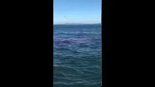 Great White Shark attack in Alcatraz waters