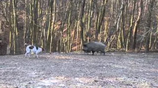 Притравка дратхаара по кабану