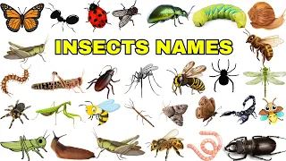 Insects name | Insects for kids |Insects | Insects name in English |  Names of insects | #insects