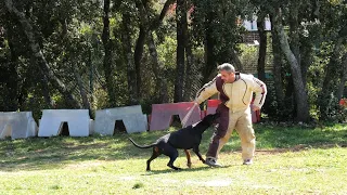 Dobermann in French Ring