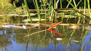 Crucian MONSTERS are dragging UP TO THE ELBOW LIKE A CARP!!! Fishing on a float on the river