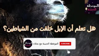 هل تعلم أن الإبل خلقت من الشياطين؟