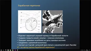 Анатомия ухо!