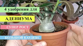 4  ЛУЧШИХ УДОБРЕНИЯ ДЛЯ АДЕНИУМА, для супер роста, для толстого каудекса