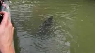 Crocodile in Black River, Jamaica