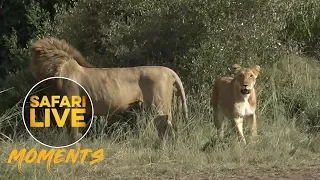 *WARNING GRAPHIC CONTENT* A Fight Between Two Lion Prides Leads to Cubs Dying