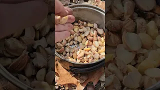 How to eat acorns - hot leaching method by boiling the tannic acid out