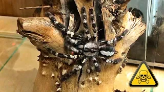 Пересадка очень токсичного птицееда Poecilotheria regalis