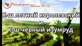 К-ш летний королевский и к-ш чёрный изумруд