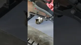 Кот в спортзале 🏋️😂😂😂