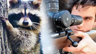 17 Raccoon Kills with a 17HMR (SCOPE CAM)