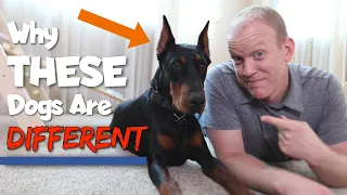 6 Ways Dobermans Are Different From Other Dogs