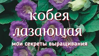 Тонкости выращивания кобеи.Какой способ выбрать? Важное при высадке в грунт! Способ размножения!