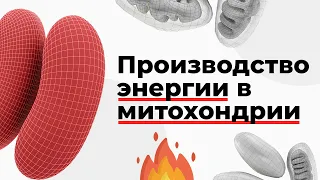 Производство энергии в митохондрии