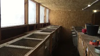 Оптимальные размеры помещения для кроликов