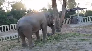 Elephant activities, Update Beautiful Kaavan (Rescued Elephants) [Episode 47]