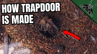 TRAPDOOR SPIDER making a TRAPDOOR - uncut