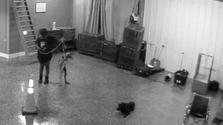 Dog Trainer Arrested For Alleged Animal Cruelty After DISTURBING Surveillance Video in Palm Beach