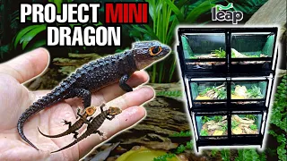 I HATCHED 4 NEW BABY MINI DRAGONS + HOW TO SETUP 6 CROCODILE SKINK TERRARIUMS! LEAP HABITATS