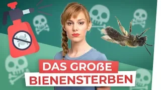 Das große Sterben: Ist die Biene noch zu retten?