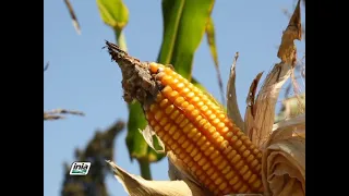 CULTIVO DEL MAÍZ AMARILLO DURO MEGAHIBRIDO PARA PRODUCCIÓN DE SEMILLA