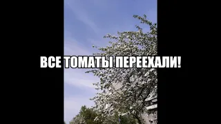 Высадка томатов в закрытый грунт завершена Как я сажаю рассаду в теплицу и парник