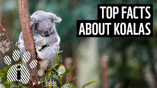 Top facts about Koalas | WWF