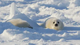 アザラシの赤ちゃんが２頭並んでいます。人間に見つかった時に、とりあえず隠れる子、目をそらしてごまかす子。