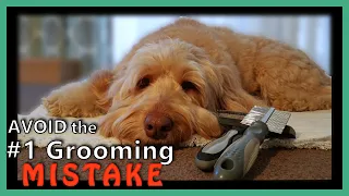 GOLDENDOODLE GROOMING: Brush-&-Comb | Avoid the #1 MISTAKE