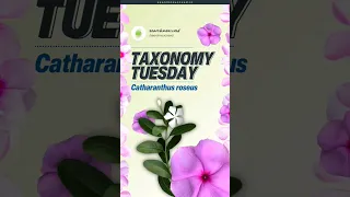 Plant Taxonomy Shorts- Catharanthus roseus- Apocynaceae family- #planttaxonomy  #madagascar #botany