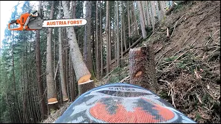 Holz Fällen in steilem Gelände