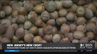 New Jersey Looking To Become Next Hazelnut Haven